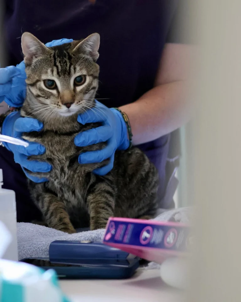 A huge thank you to Dr. Dani Rondeau, Dr. Samantha Brueckner, and all of their amazing volunteers for hosting a free vet clinic for our community members and their pets. It was such a heartwarming (and adorable!) event, and it was wonderful to see so many pets receive the care they needed. We’re so grateful to have you all as a part of our community!