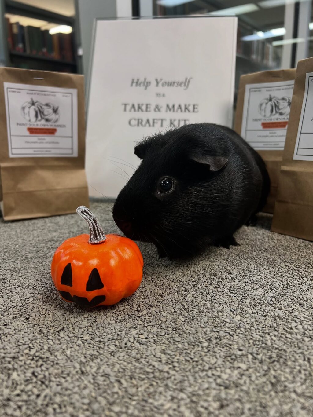 It’s Winnie and Wilbur Wednesday! Winnie wanted to remind everyone that we have a fun new take-home craft for adults and teens upstairs - paint your own mini pumpkin 🎃

The guinea pigs can be visited at the library between 9:30 and 5:00 every Wednesday this month! Come say hello and check out some other great spooky items we have on display while you’re here.