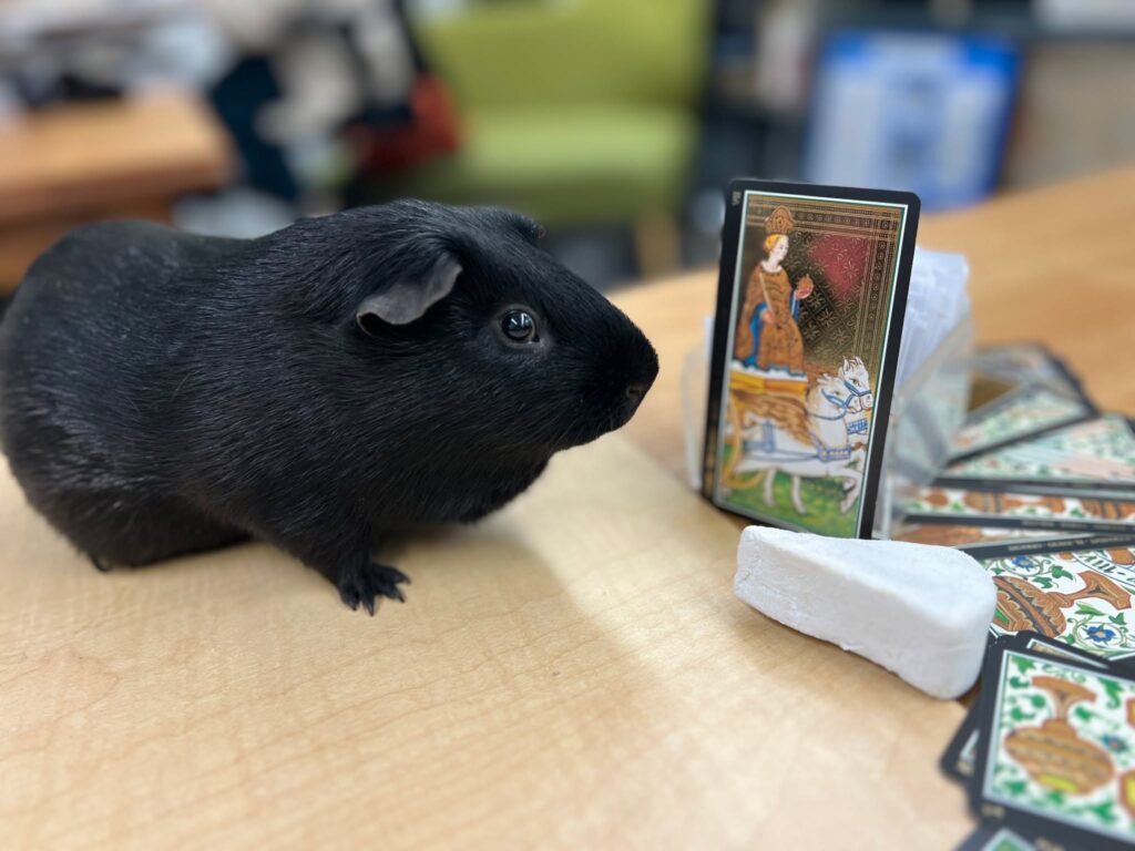 Do you know what your future holds?  Winnie the Guinea Pig does: he sees in your cards that you will be attending the amazing talk by the Wizards of Nibblesford "Cheese and the Supernatural" on Thursday, October 30th, 6:30pm, at the library. It will be a lot of fun, a little bit spooky, and 100% cheesy! 

Details here: https://www.facebook.com/share/1X1NdefnuK/