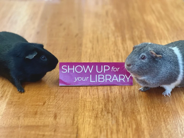 Winnie and Wilbur are back on Wednesdays - and they have a favor to ask!

Unfortunately, guinea pig voices aren’t considered an approved form of support at City Budget Hearings… so they need you to go on their behalf.

Show up for your library:

Tuesday, April 7 at 6 PM

Make Winnie and Wilbur proud! Let City Councilors know why you love our library (yes, visiting the guinea pigs counts!) so we can continue offering programs and services for all of the Biddeford community.

Can’t make it? You can still help by sending a message here:
https://www.biddefordmaine.org/2525/Online-Contact-Form