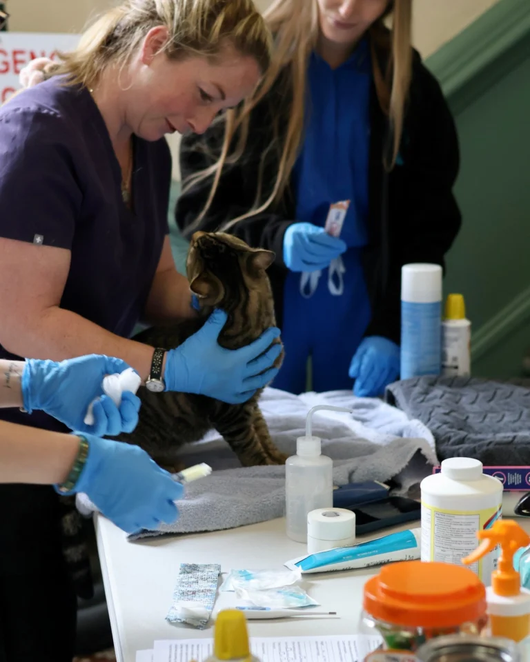 A huge thank you to Dr. Dani Rondeau, Dr. Samantha Brueckner, and all of their amazing volunteers for hosting a free vet clinic for our community members and their pets. It was such a heartwarming (and adorable!) event, and it was wonderful to see so many pets receive the care they needed. We’re so grateful to have you all as a part of our community!