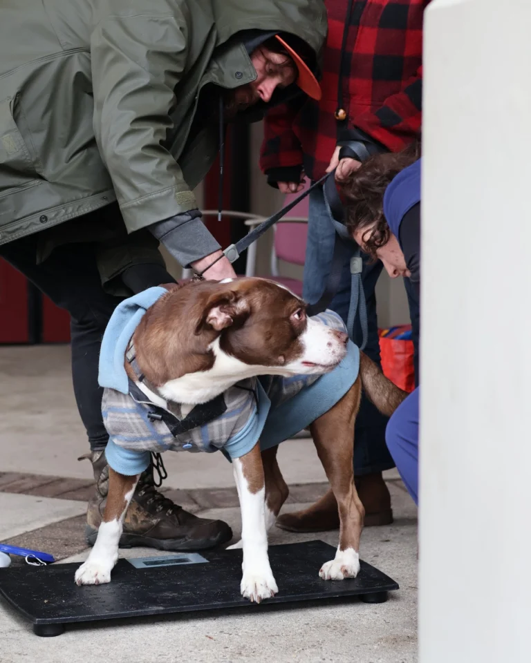 A huge thank you to Dr. Dani Rondeau, Dr. Samantha Brueckner, and all of their amazing volunteers for hosting a free vet clinic for our community members and their pets. It was such a heartwarming (and adorable!) event, and it was wonderful to see so many pets receive the care they needed. We’re so grateful to have you all as a part of our community!